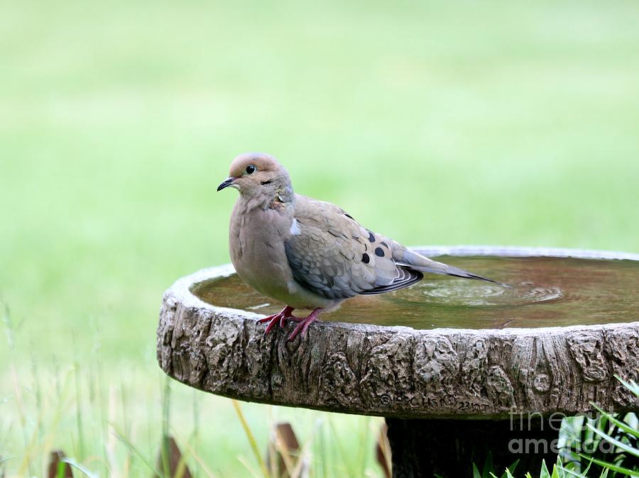 Mourning Dove #16 Photograph by Jack R Brock