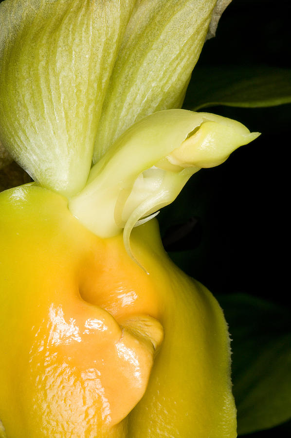 Orchid Flower Bloom #16 Photograph by C Ribet