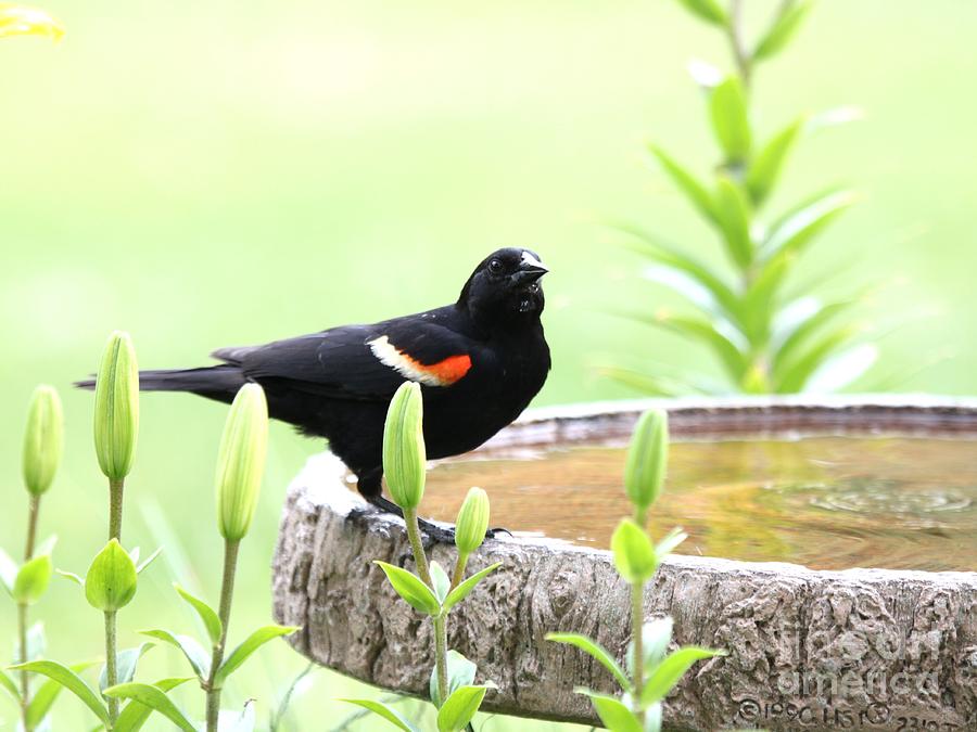 Red-winged Blackbird #16 Photograph by Jack R Brock