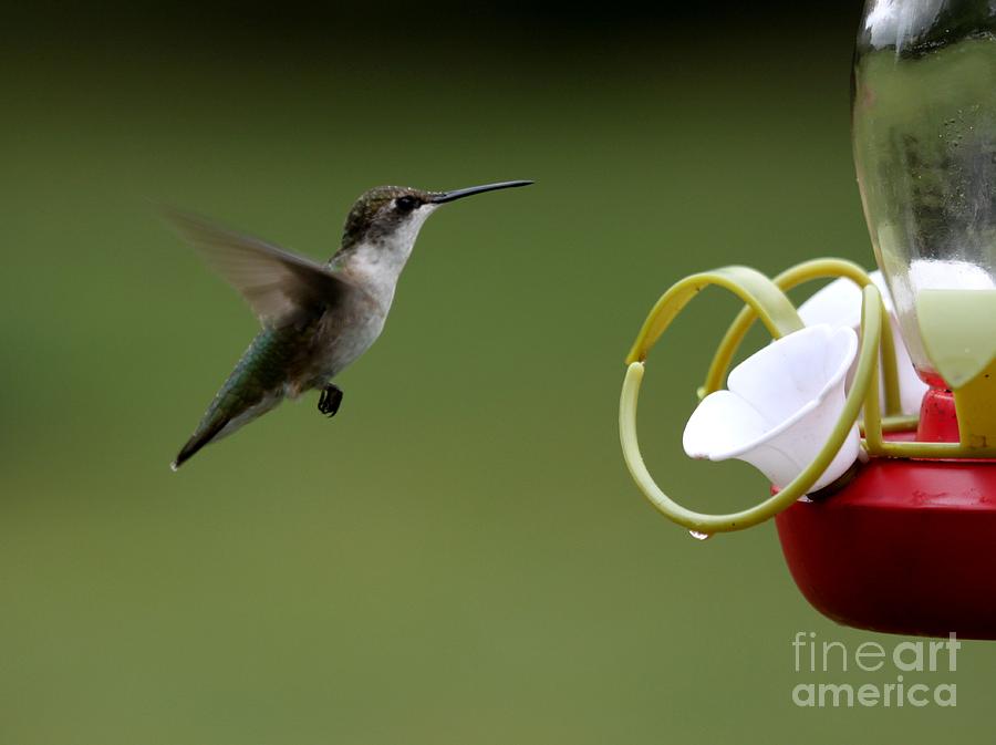 Ruby-throated Hummingbird #16 Photograph by Jack R Brock