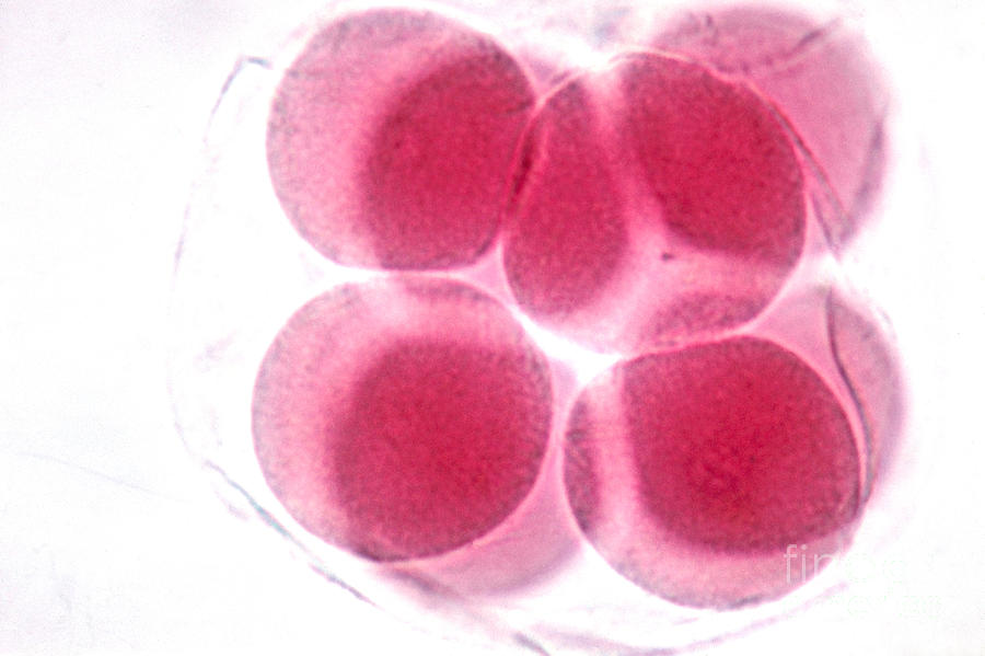 Starfish Embryo Photograph by Science Source - Fine Art America