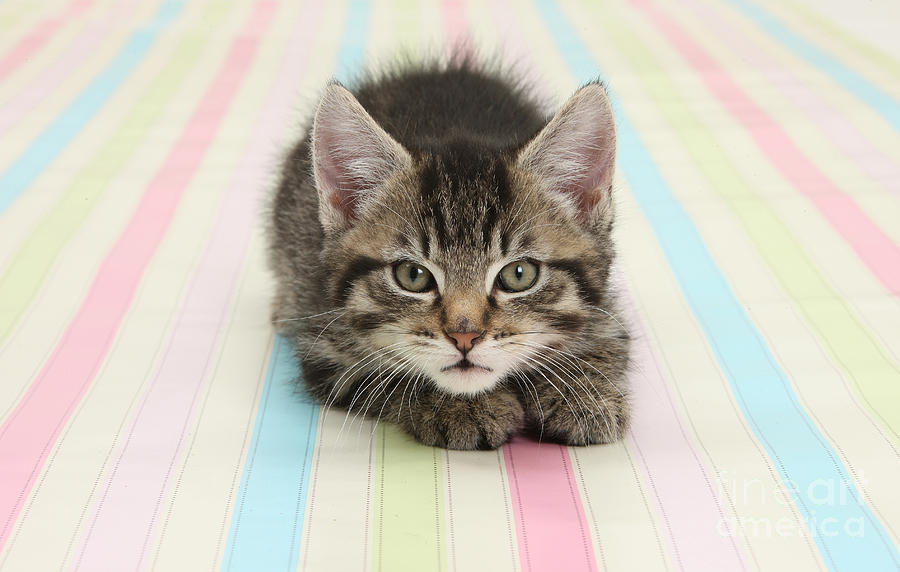 Tabby Kitten Photograph by Mark Taylor | Fine Art America