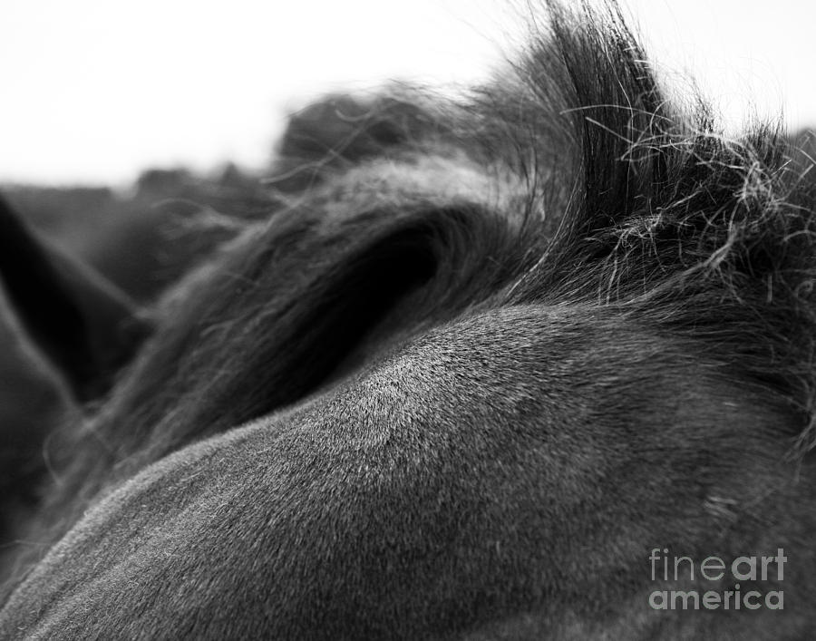 Horse Photograph - Untitled #16 by Casey DiDonato