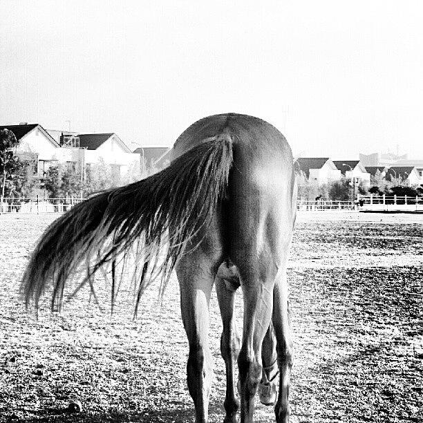 Horse Photograph - Instagram Photo #161347515675 by Wong Hendrick