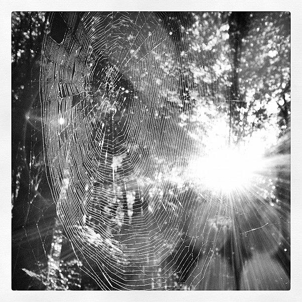 Spider Photograph - Instagram Photo #161351963354 by Steve Woods