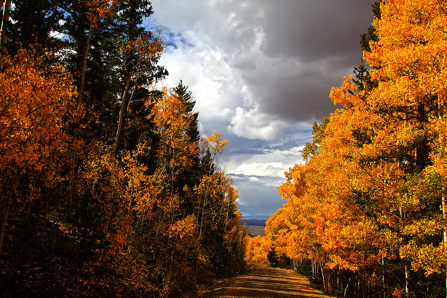 Rocky Mountain Fall #167 Photograph by Mark Smith