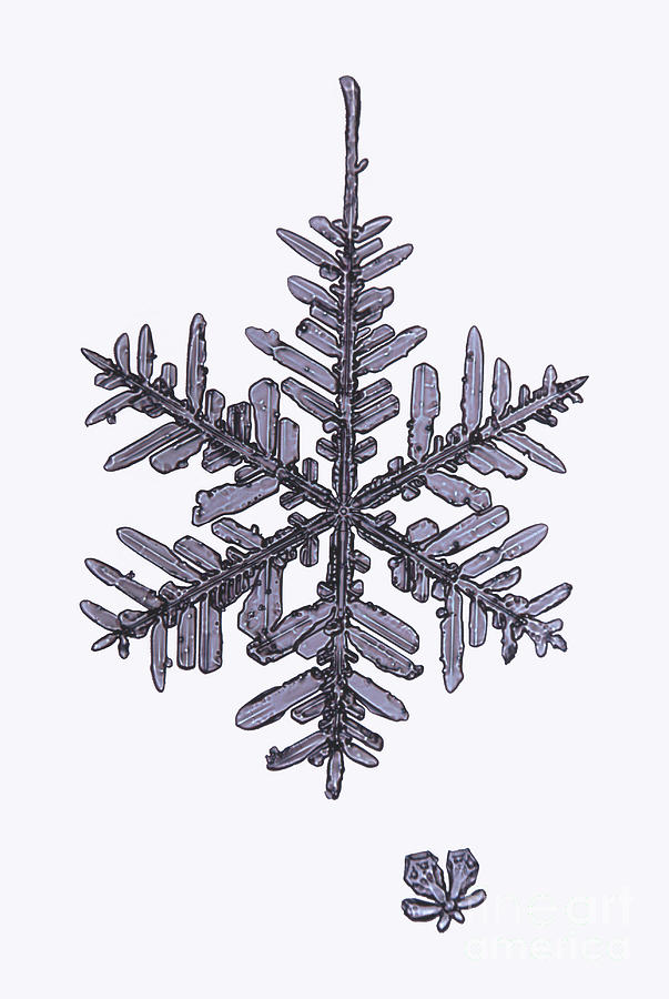Snowflake Photograph - Snowflake #167 by Ted Kinsman