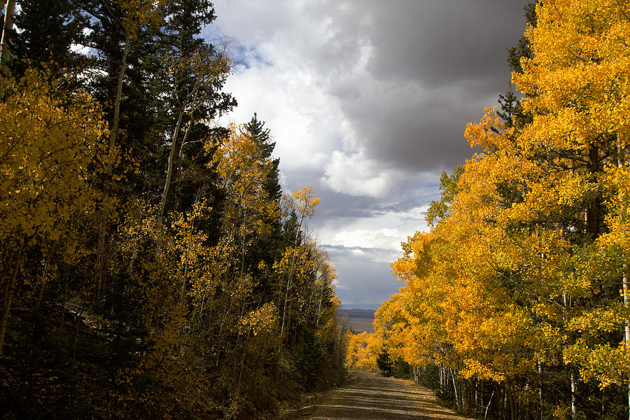 Rocky Mountain Fall #168 Photograph by Mark Smith