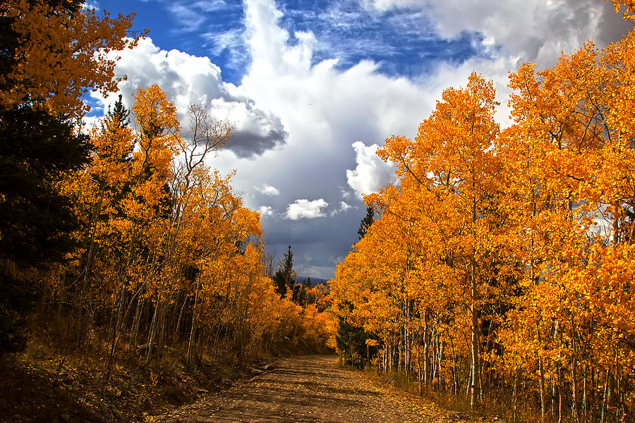 Rocky Mountain Fall #169 Photograph by Mark Smith