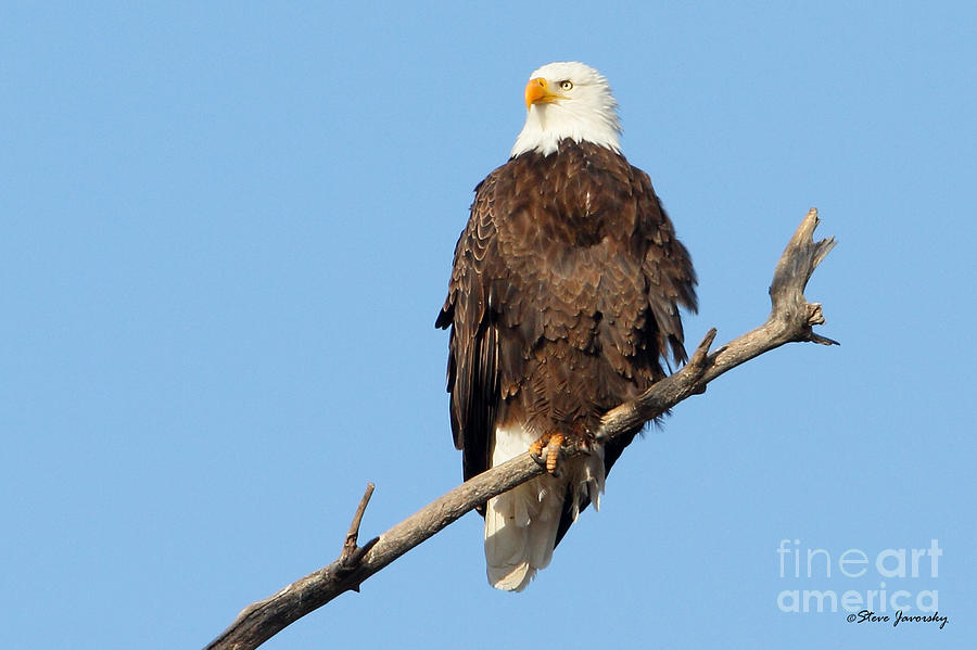 Bald Eagle #17 Photograph by Steve Javorsky