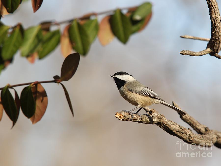Black-capped Chickadee #17 Photograph by Jack R Brock