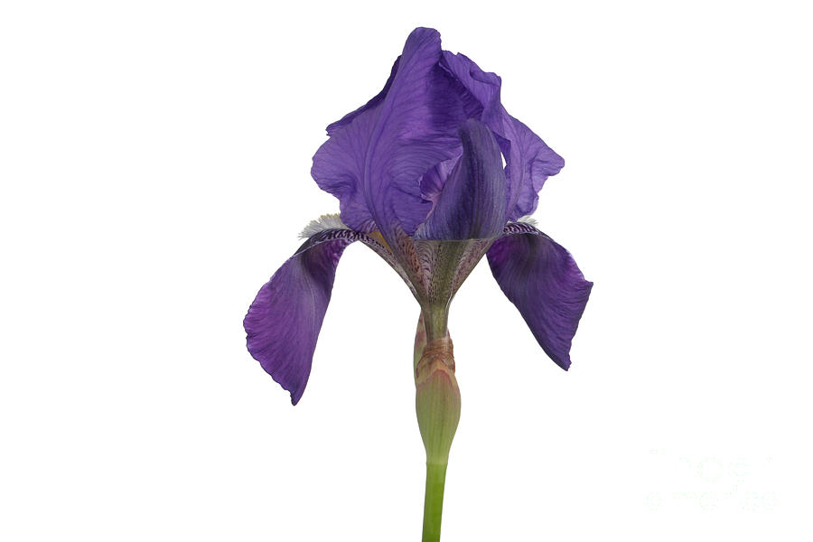 Blue Iris Blooming #17  by Ted Kinsman