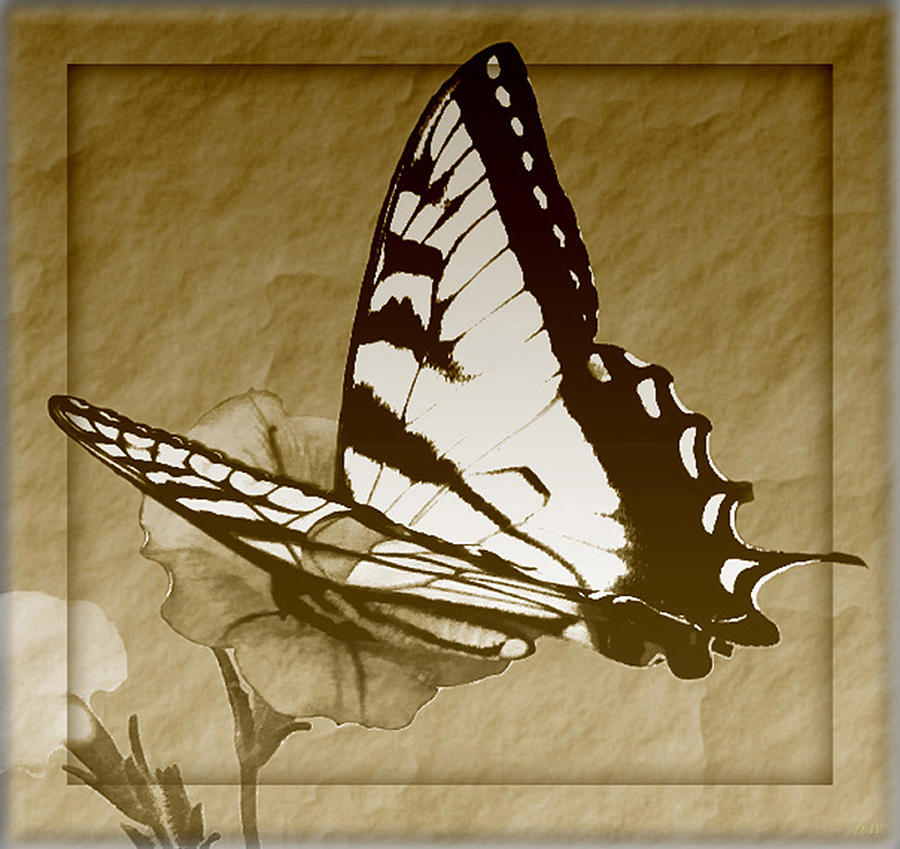 Butterfly Collection #17 Photograph by Debra     Vatalaro