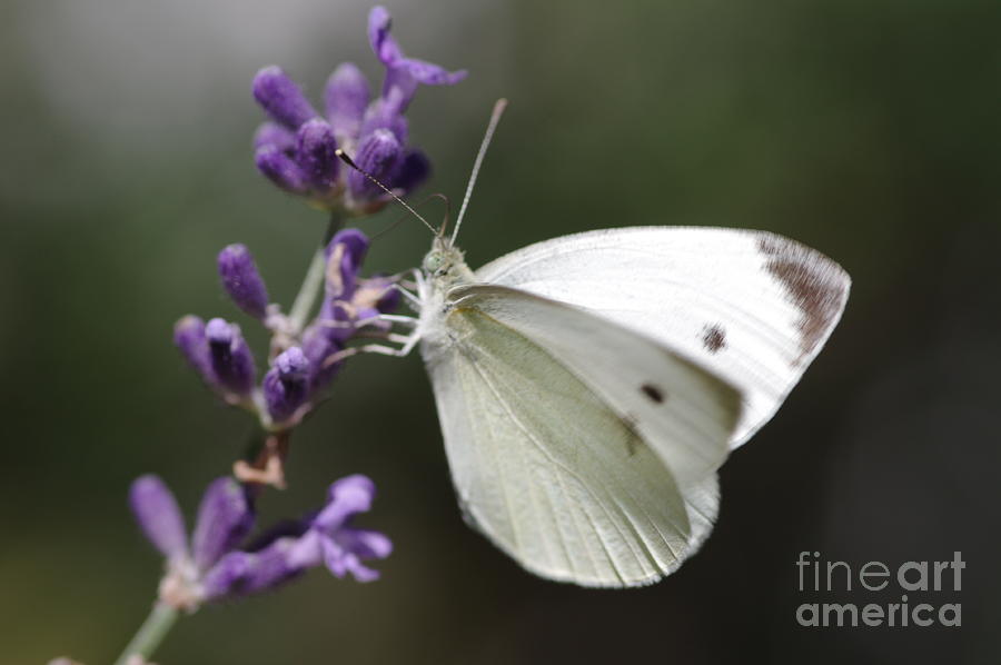 Butterfly #17 Photograph by Gerald Kloss