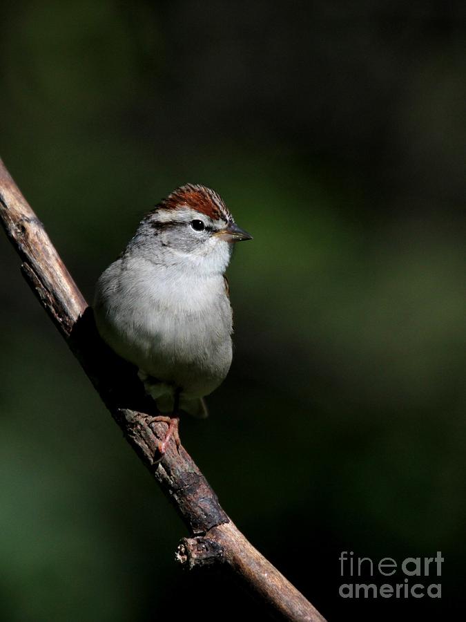Chipping Sparrow #17 Photograph by Jack R Brock