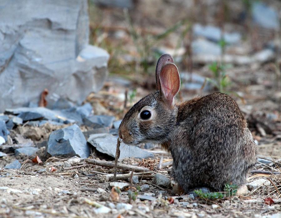 Eastern Cottontail Rabbit #17 Photograph by Jack R Brock