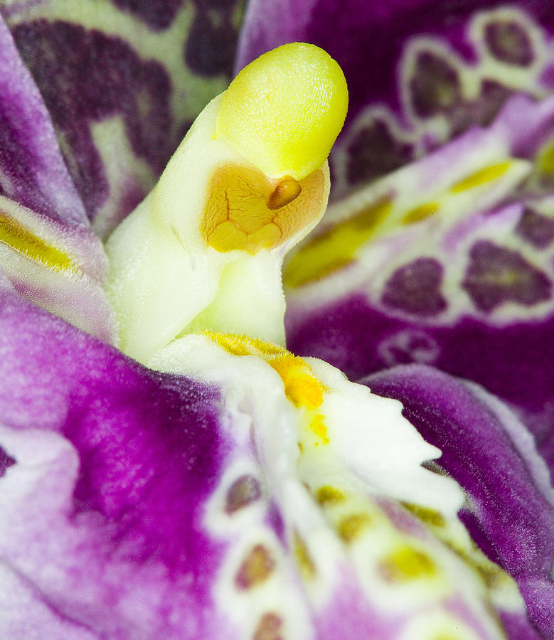 Exotic Orchid Flower #17 Photograph by C Ribet