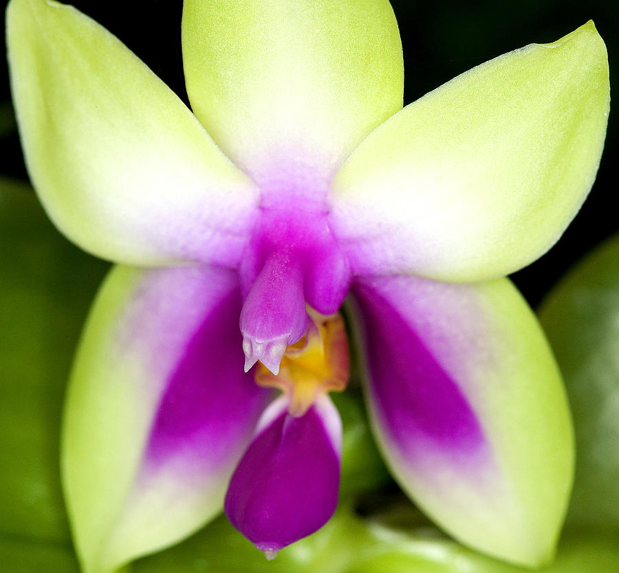 Orchid Photograph - Exotic Orchids of C Ribet #17 by C Ribet