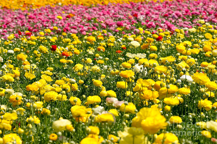 Flower Fields #17 Photograph by Daniel  Knighton