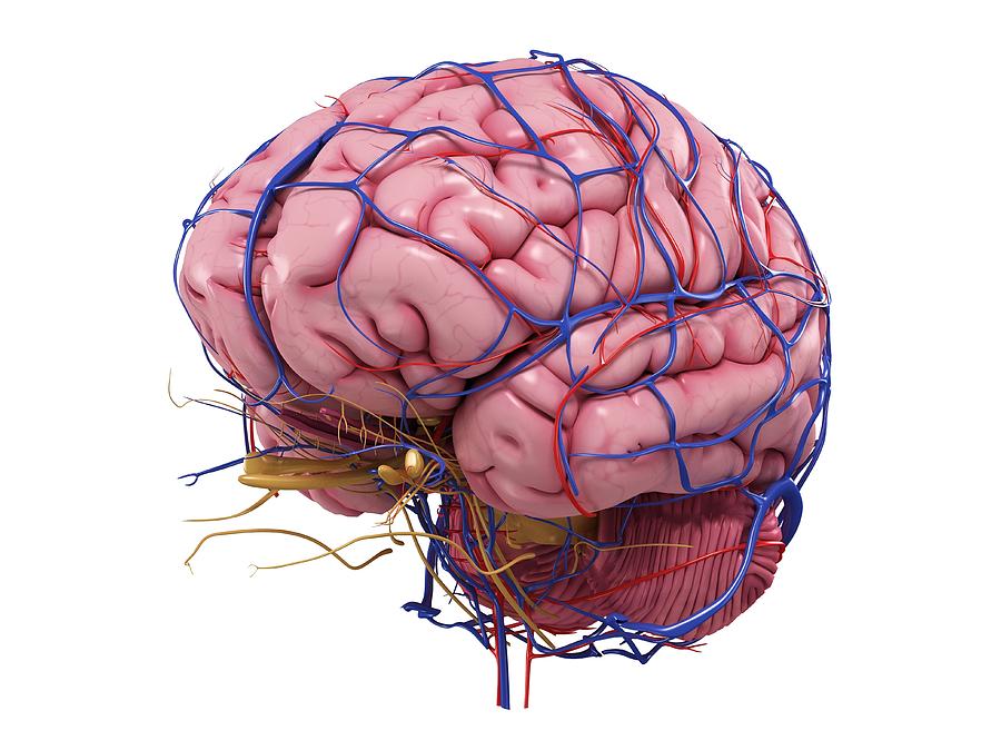 Human Brain, Artwork #17 Digital Art by Sciepro