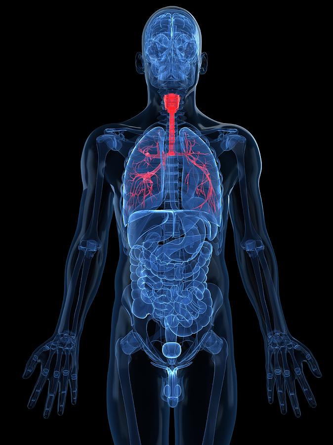 Human Lungs, Artwork Digital Art by Sciepro Human Lungs, Artwork Digital Art by Sciepro