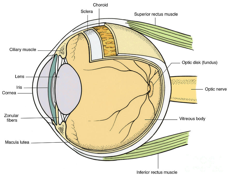 Illustration Of Eye Anatomy #17 Photograph by Science Source