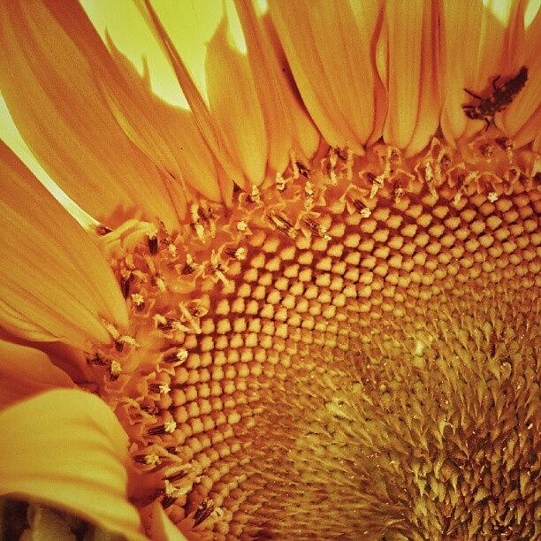 Sunflower Photograph - #instamood #instagood #bestagram #17 by Taras Paholiuk