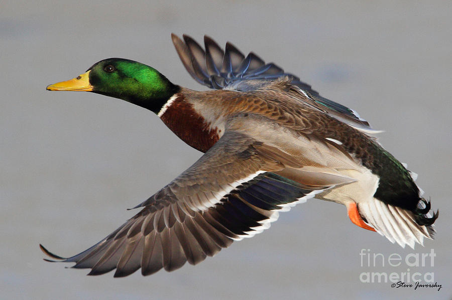 Male Mallard Duck in Flight #17 Photograph by Steve Javorsky