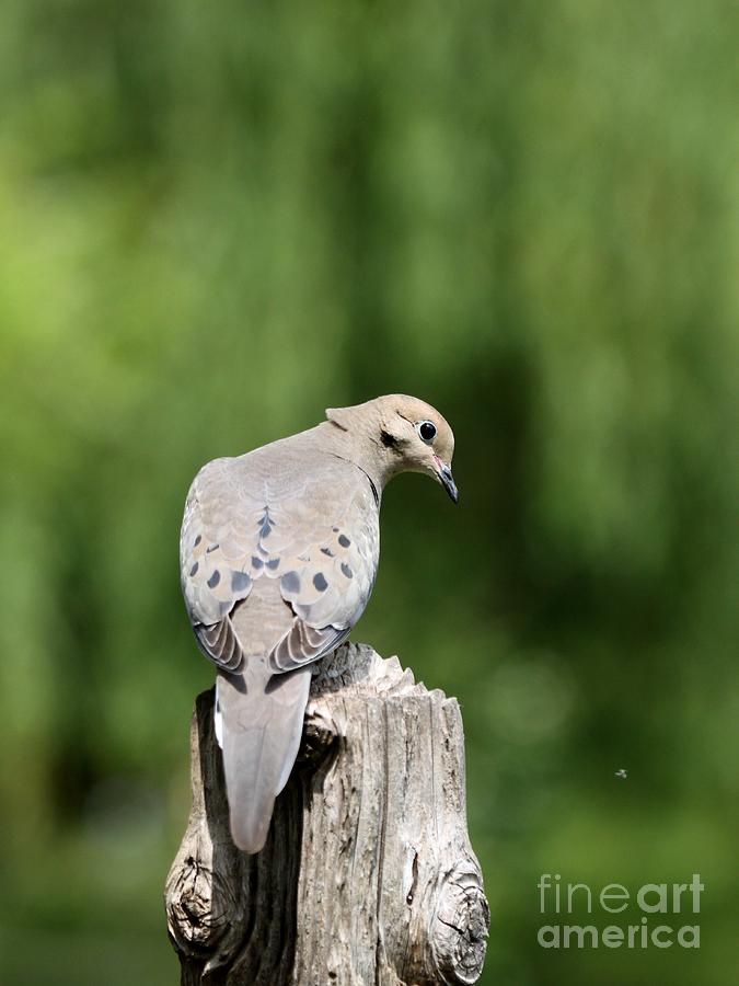 Mourning Dove #17 Photograph by Jack R Brock