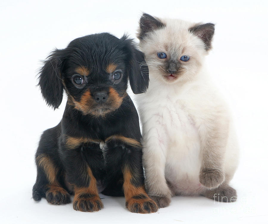 Nature Photograph - Puppy And Kitten #17 by Jane Burton