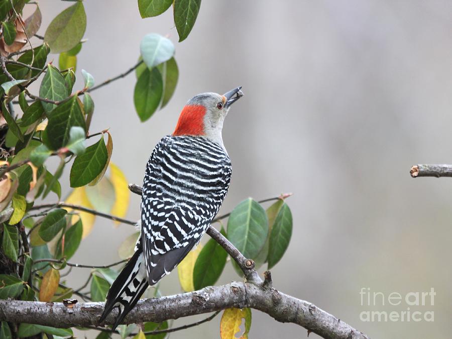 Red-bellied Woodpecker #17 Photograph by Jack R Brock