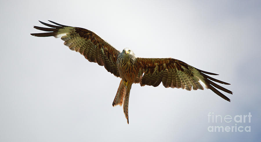 Red Kite in flight Photograph by Maria Gaellman