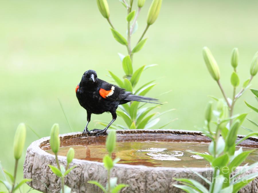 Red-winged Blackbird #17 Photograph by Jack R Brock