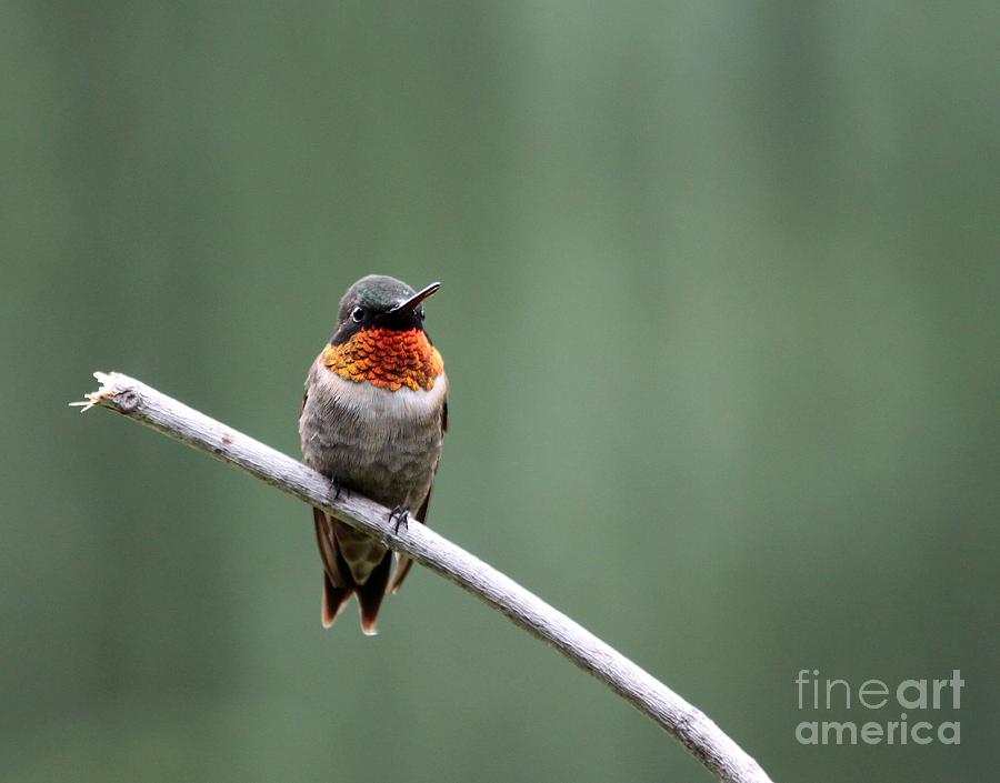 Ruby-throated Hummingbird #17 Photograph by Jack R Brock