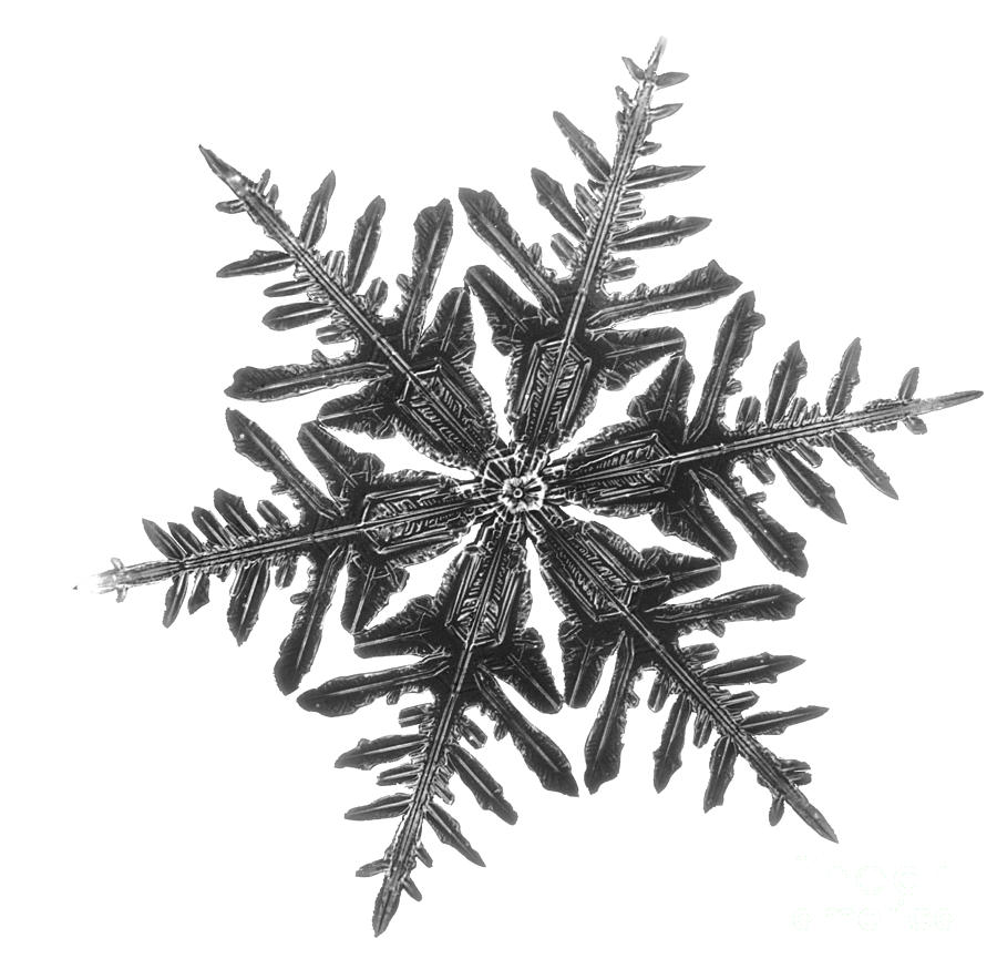 Snowflake #17 Photograph by Science Source