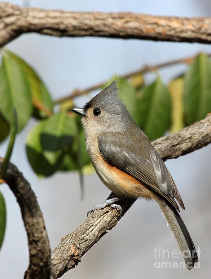 Tufted Titmouse #17 Photograph by Jack R Brock