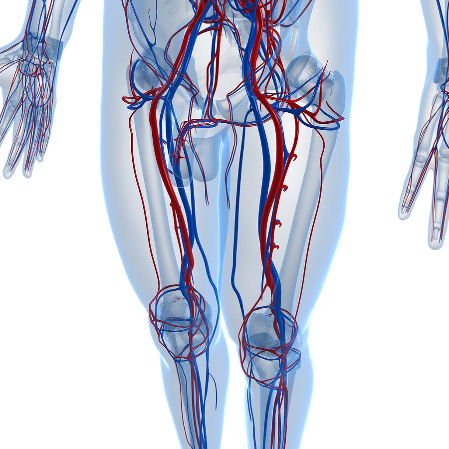 Vascular System, Artwork Digital Art by Sciepro