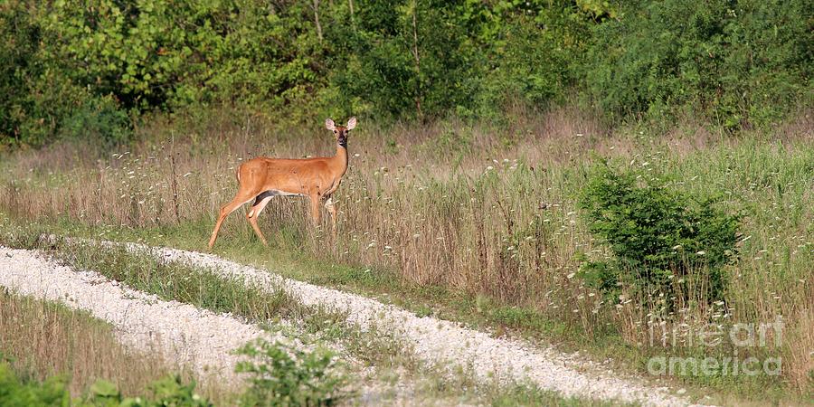 White-tailed Deer #17 Photograph by Jack R Brock