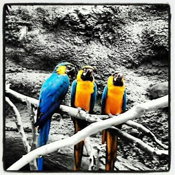 Macaw Photograph - Instagram Photo #171340306878 by Bryan P