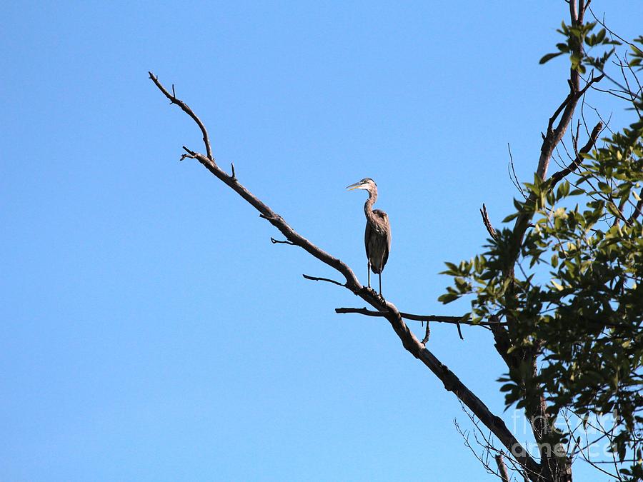 Great Blue Heron #172 Photograph by Jack R Brock