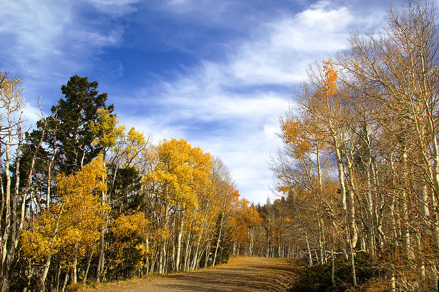 Rocky Mountain Fall #173 Photograph by Mark Smith