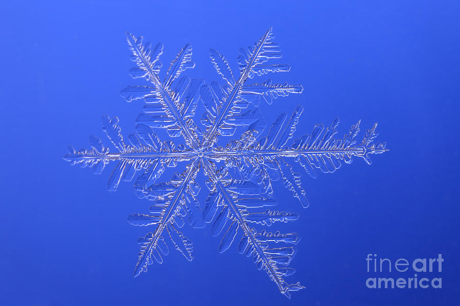 Snowflake #177  by Ted Kinsman