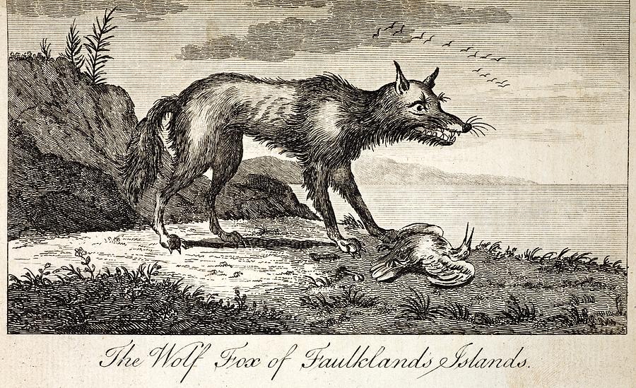 1778 Falkland Islands Wolf Fox Extinct Photograph by Paul D Stewart ...