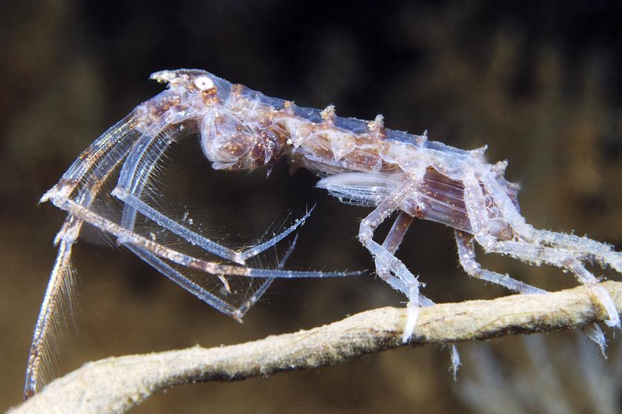 Nature Photograph - Amphipod Crustacean #18 by Alexander Semenov
