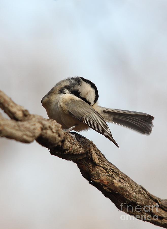 Black-capped Chickadee #18 Photograph by Jack R Brock