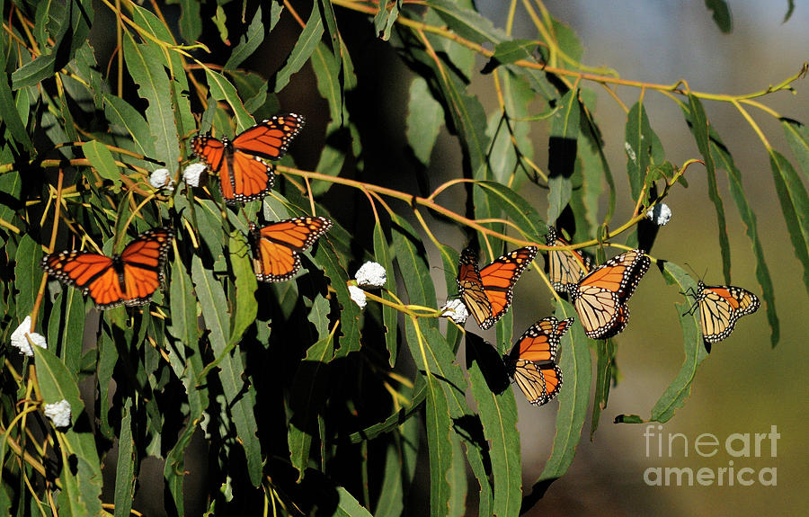 Butterflies #18 Photograph by Marc Bittan