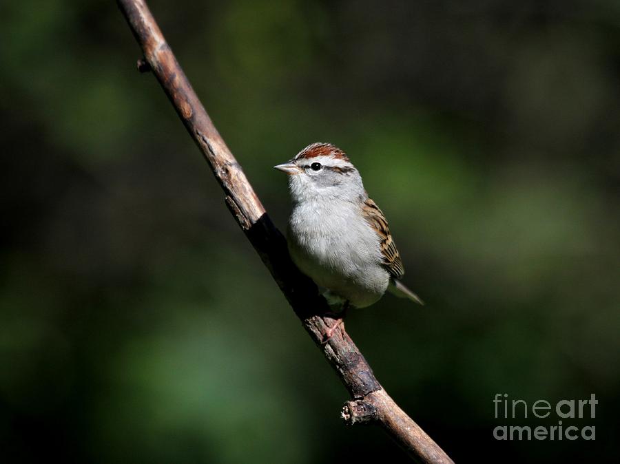 Chipping Sparrow #18 Photograph by Jack R Brock