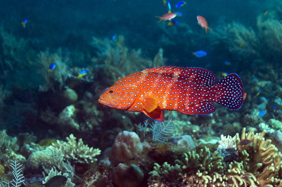 Coral Hind Grouper Photograph by Georgette Douwma | Fine Art America