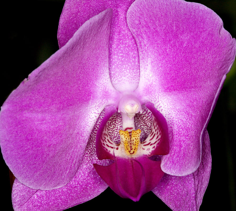 Exotic Orchids of C Ribet #18 Photograph by C Ribet
