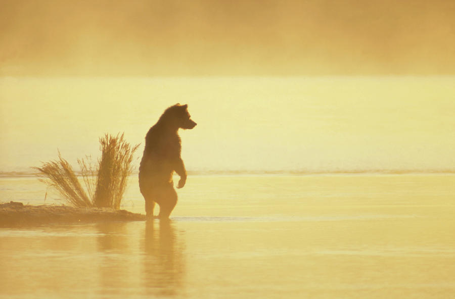 Grizzly Bear Ursus Arctos Horribilis #18 Photograph by Matthias Breiter